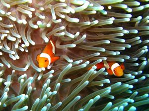 Great Barrier Reef