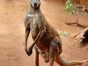 Känguru