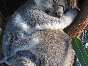 Koala