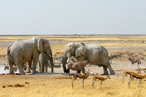 Rundreise Namibia, Botswana & Victoriafälle, 21 Tage Zeltsafari oder Hotel- & Lodgesafari