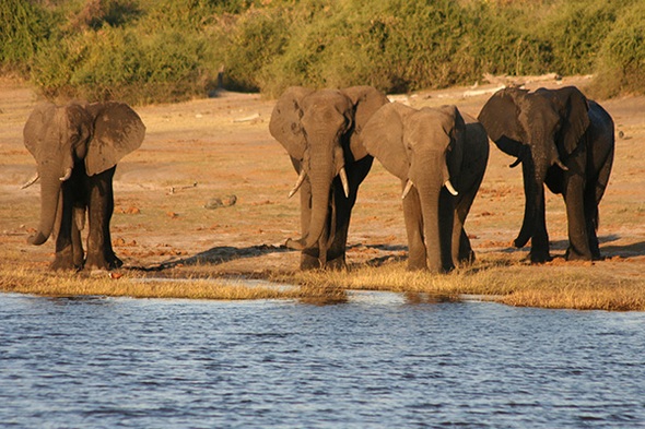 Südafrika, Botswana & Simbabwe, 21 Tage Zeltsafari oder Hotel- & Lodgesafari