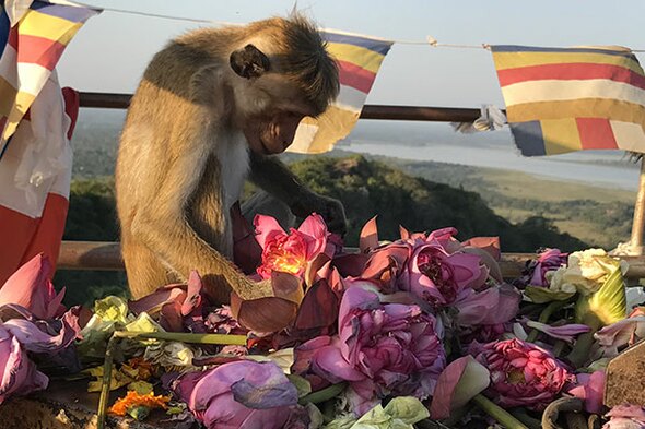 Rundreise Sri Lanka, 22 Tage