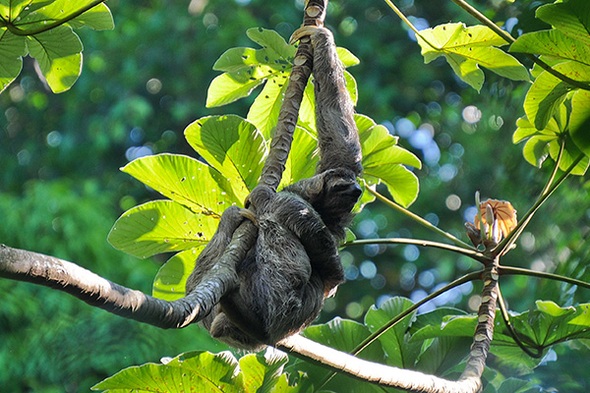 Rundreise Costa Rica, 16 Tage