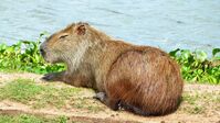 Capybara im Pantanal