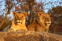 Tiger, Namibia, Naturpark