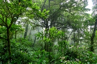 Bäume und Sträucher im mystischen Nebelwald von Monteverde, Costa Rica Rundreise