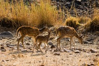 Rehe im Ranthambore Nationalpark.