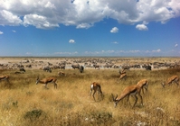 Djoser Familienreise Südliches Afrika Namibia Etosha Nationalpark
