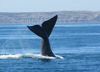 Argentinien Valdés Whale Watching 