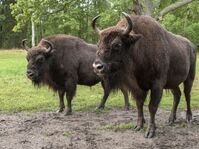 Bisons