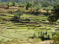 Nuwara Eliya