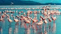 Ein Meer aus pinkfarbenen Flamingos am Lake Nakuru.