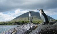 Galápagos, Isla Floreana, Pinguine