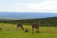 Addo NP