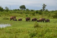 Udawalawe NP