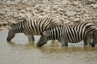 Namibia Etosha NP Zebras, Namibia Camping Rundreise