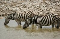 Namibia Etosha NP Zebras, Namibia Camping Rundreise, Namibia mit Kindern