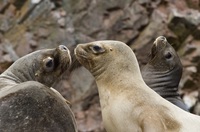 Djoser Familienreise Peru Ballestas Inseln Seelöwen