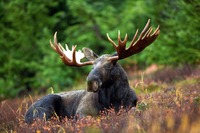 Elch, Nationalpar, Banff, kanada, Reisen, Tiere, Nature