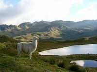 Ecuador, El Cajas Nationalpark, Alpaka, Hochland