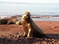 Galápagos