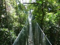 Djoser Malaysia Taman Negara Canopy Walk