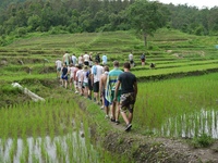 Chiang Mai, Reisfeld