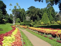 Botanischer Garten, Peradeniya, Sri Lanka