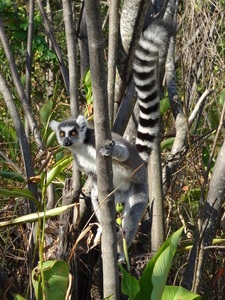 Madagaskar-lemur Madagaskar Lemur