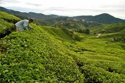 Cameron Highlands, Teeplantagen, Natur, Malaysia, Areiter, Farmer, malaysia urlaub