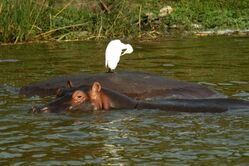 Kazingakanal, Tiere, Uganda, reisen uganda