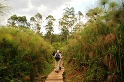 Kibale Forrest Nationalpark, Wald, Uganda, Wanderer, reisen uganda