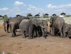 Eine große Gruppe von Elefanten in Nata