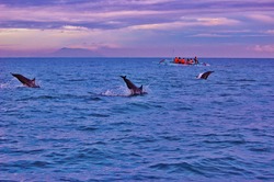 Delfine, die aus dem Wasser springen in Lovina Beach