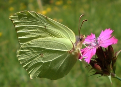 Schmetterling, Blume, Madriu-Perafita-Claror, Andorra