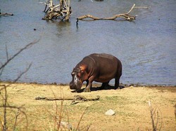 Ein Flusspferd kommt aus dem Wasser im Pilanesberg Nationalpark