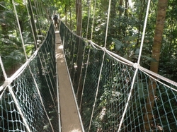 Canopy Walk, Baumkronenwanderung, Taman Negara Nationalpark, Malaysia, Malaysia Urlaub