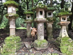 Fünf Säulen aus Stein mit einem japanischen Schriftzug in der Mitte, welche in einem Park stehen und zwischen denen sich ein Hirsch versteckt