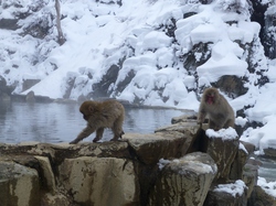 Schneeaffen, Japan, Nagano, Rundreise Japan