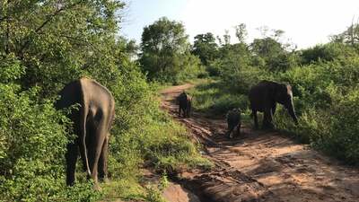 Elefanten beobachten im Udawalawe NP