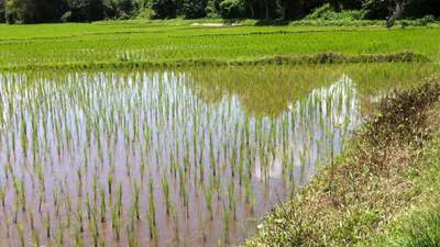 Spaziergang durch Reisfelder im Norden Thailands