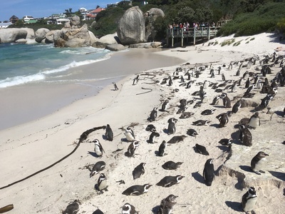 Pinguine in Boulders Beach
