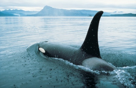 Whalewatching