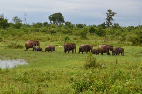 Im Elephant Transit Home, unweit des Udawalaw Nationalparks können wir Elefantenherden beobachten. Udawalawe NP