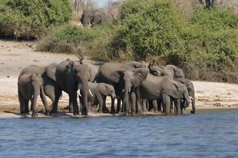Elefanten im Chobe Nationalpark Eine Gruppe Elefante im Chobe Nationalpark