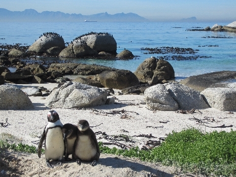 Pinguine am Boulders Beach Pinguine am Boulders Beach