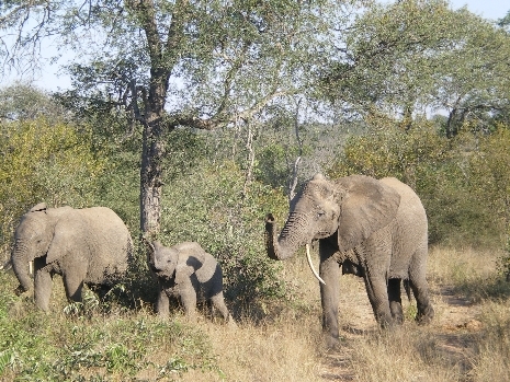 Krüger Nationalpark Elefantenfamilie im Krüger Nationalpark.