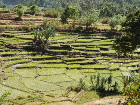 Das Gebiet um Nuwara Eliya ist bekannt für seine vielen Teeplantagen. Nuwara Eliya