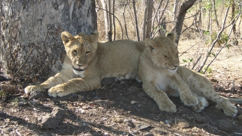 Krüger Nationalpark Junge Löwen im Krüger Nationalpark