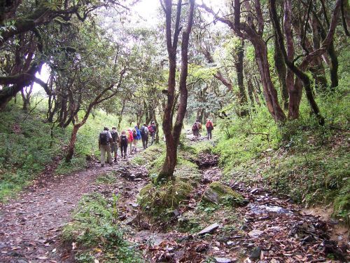Gruppe auf der Trekkingtour nach Tadapani Tadapani, Ghorepani, Natur, Wald, Trekking, Reise, Nepal Reise
